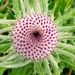 Woolly Thistle Fibonacci Spiral  by julienne1