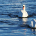 Swans by april16