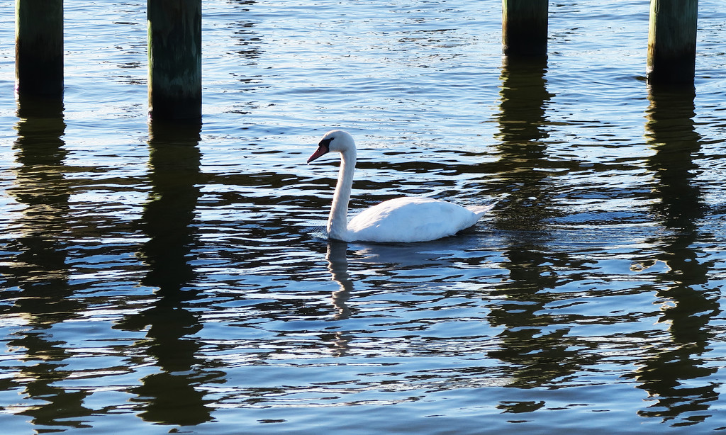 Swan under the Dock by april16