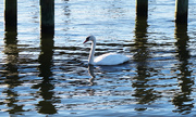 15th Oct 2015 - Swan under the Dock