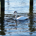 Swan under the Dock by april16