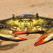 Crab by april16