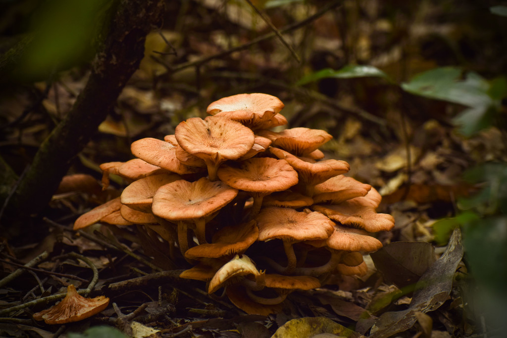 Mushrooms Galore by rickster549