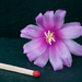 Pretty Zygocacus flower by kerenmcsweeney