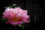 16th Oct 2015 - Last Rose