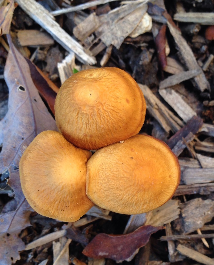 mushrooms by wiesnerbeth
