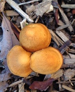 14th Oct 2015 - mushrooms