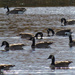 geese on the lake by carrieoakey