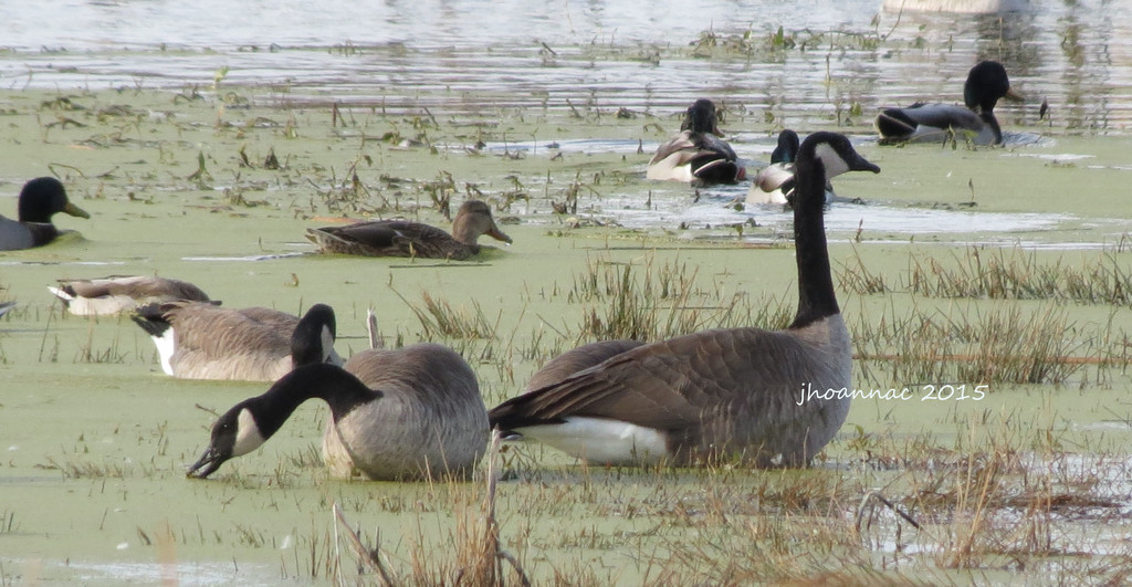 geese feeding on moss by carrieoakey