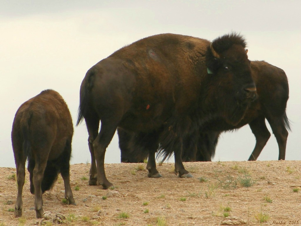 Buffalo by harbie