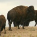 Buffalo by harbie