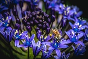 17th Oct 2015 - Bee in the bluebells