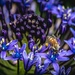 Bee in the bluebells by pusspup