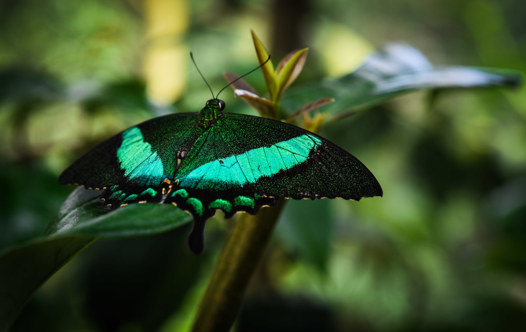 B2 Butterfly by stray_shooter