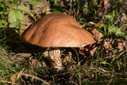 16th Oct 2015 - ~Chasing mushrooms~