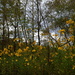 Swamp sunflowers, Magnolia Gardens, Charleston, SC by congaree