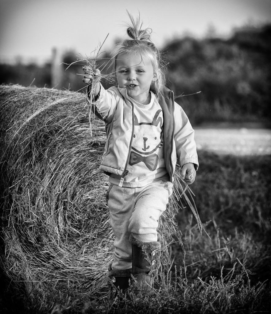 hay for the horses by aecasey