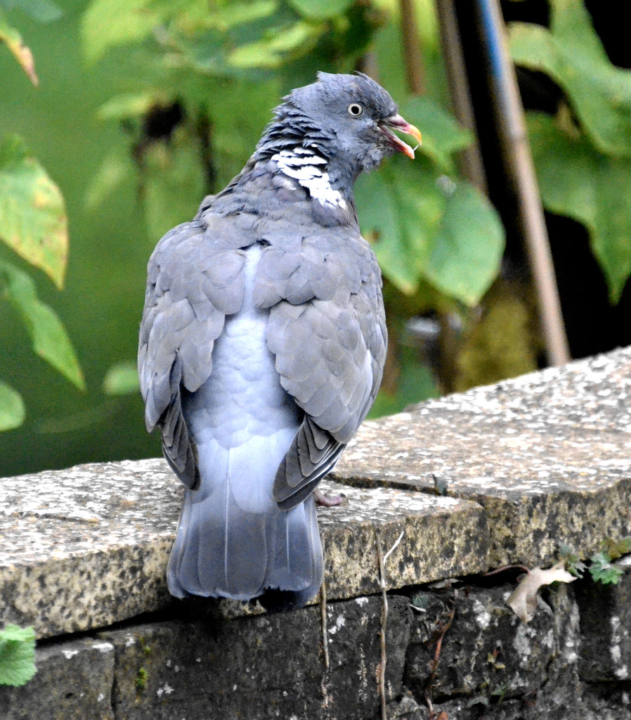 Cold Pigeon by arkensiel