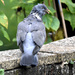 Cold Pigeon by arkensiel