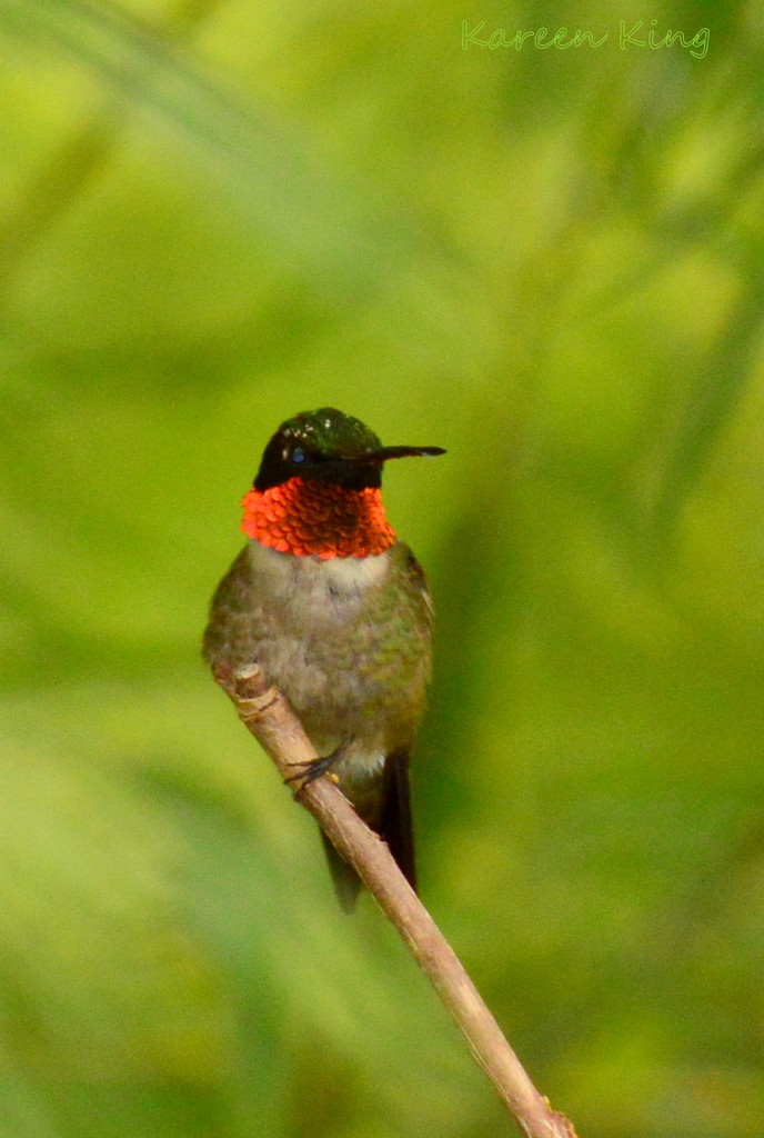 Hummingbird by kareenking
