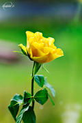 17th Oct 2015 - Yellow rose