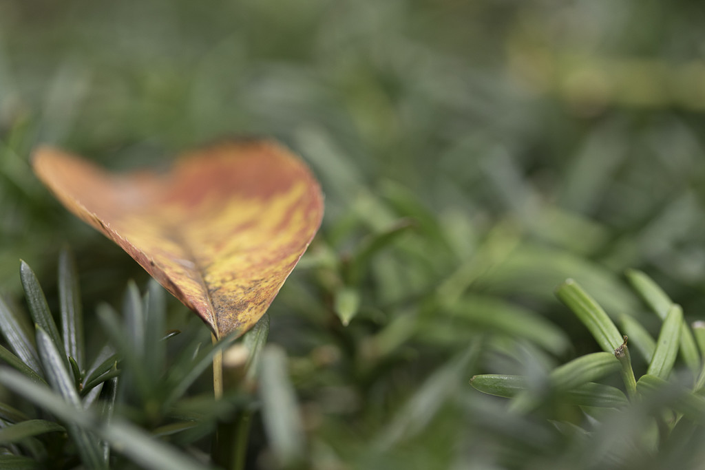 Autumn Leaf by leonbuys83