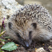 Hedgehog by jamibann