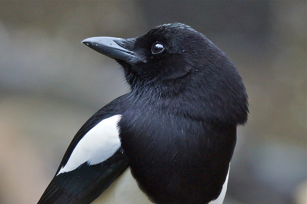 MAGPIE by markp