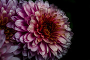 17th Oct 2015 - Chrysanthemum