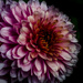 Chrysanthemum by tonygig