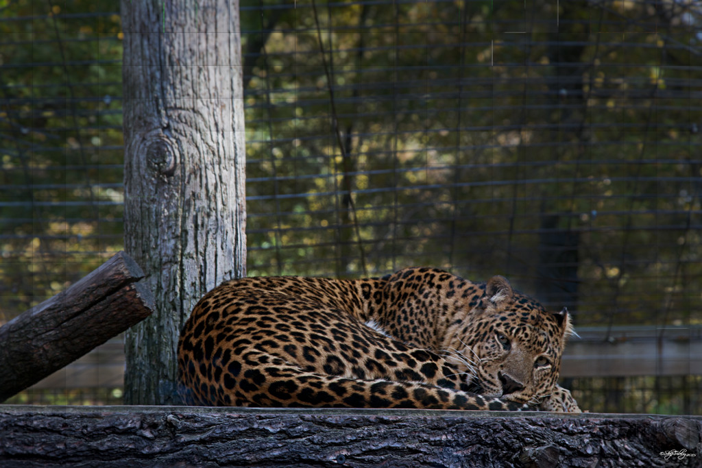 Sleeping Leopard by skipt07
