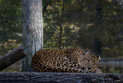 12th Oct 2015 - Sleeping Leopard