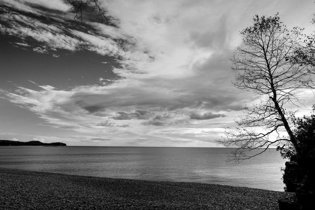 Tree Iona Beach by tosee