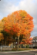 16th Oct 2015 - Trees with beloved fall colours.