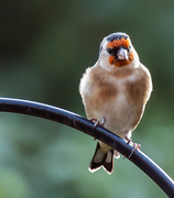16th Oct 2015 - 16th October 2015     - Goldfinch
