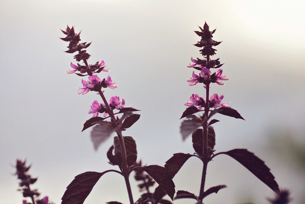 Basil flowers by kiwichick