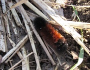 4th Oct 2015 - Wooly Worm