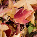 Maple Leaves by dakotakid35