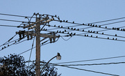 17th Oct 2015 - Power Pole, Birds.
