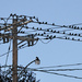 Power Pole, Birds. by lsquared