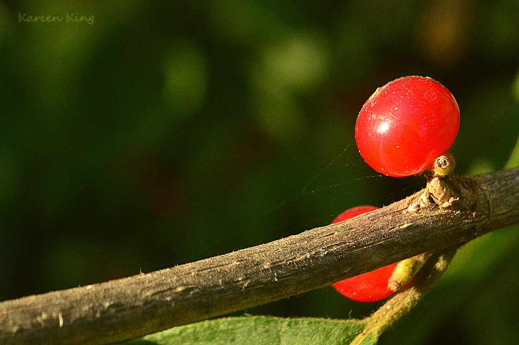 Wild Berry by kareenking