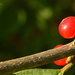 Wild Berry by kareenking