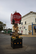 17th Oct 2015 - The Fall Harvest Stop Sign In The Middle Of An Iowan Street!  