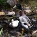 Rouen Duck & friend! by happysnaps