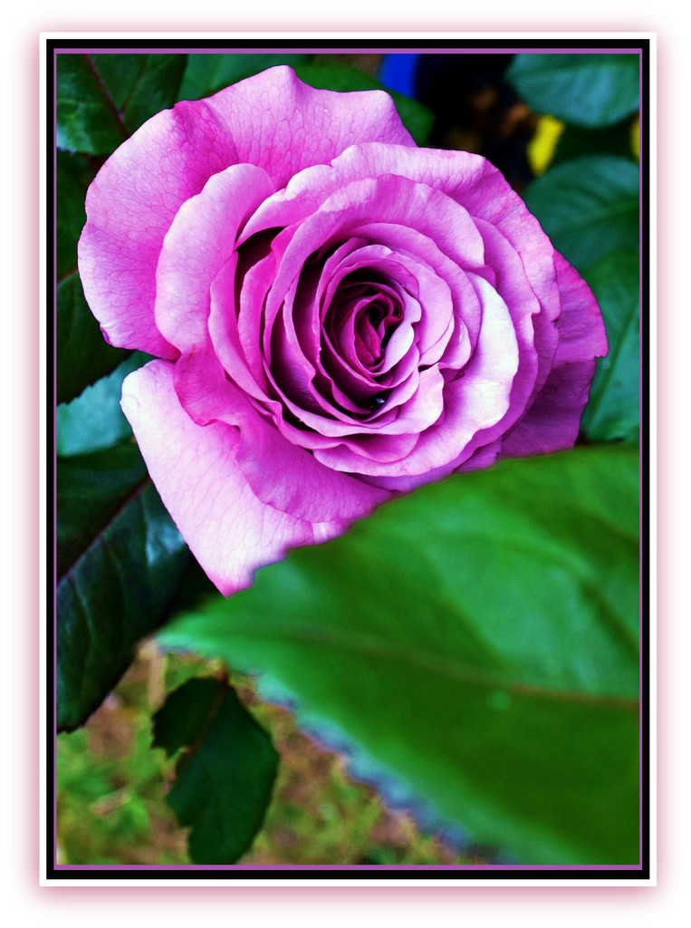 Lavender Rose. by happysnaps