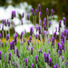 Lots and lots and lots of Lavender!! by gigiflower