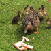 First ducklings  by kiwinanna