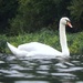 There Is Now Only One Way The Photograph A Swan... by bulldog
