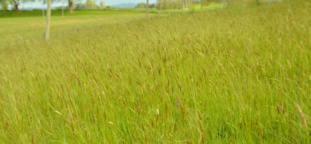 Grasses by nickspicsnz