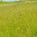 Grasses by nickspicsnz